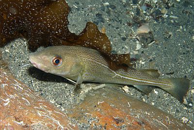 Gadus_morhua_004_XL_k