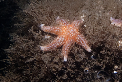 GemSeestern_6armig_XL_k