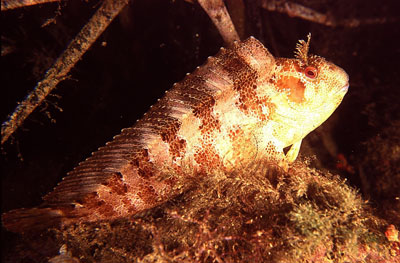 GestrSchleimfisch_XL_k