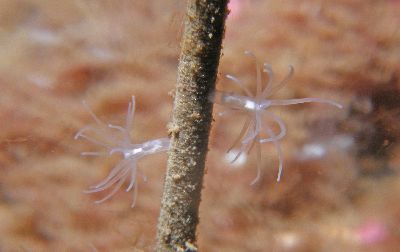 Gonactinia_prolifera2_k