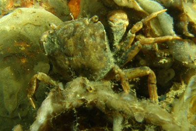 Hemigrapsus_penicillatus_XL_k Hemigrapsus_penicillatus_XL_k