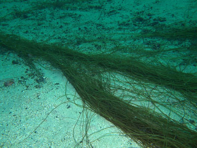 Himanthalia_elongataXL_002_k