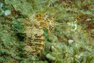 Hippocampus_guttulatus_010_XL_k