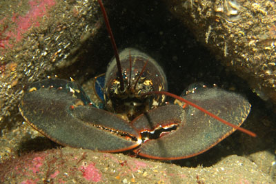 Homarus_gammarus_010_XL_k