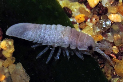 Idotea_metallica_rb_001_XL_k02