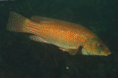 Labrus_bergylta_024_XL_k