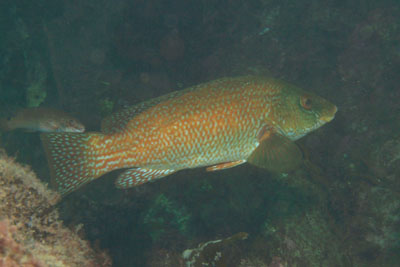 Labrus_bergylta_025_XL_k