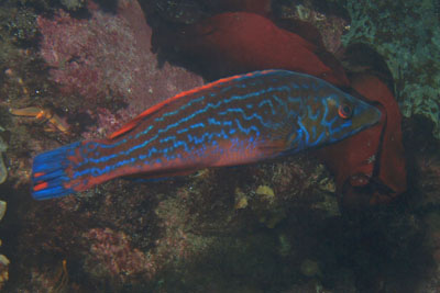 Labrus_mixtus_m_010_XL_k