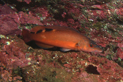 Labrus_mixtus_w_008_XL_k