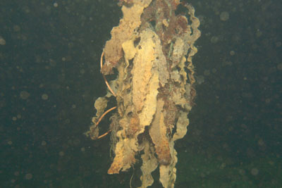 Laminaria_saccharina_002_XL_k