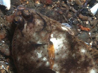 Limanda_limanda_XL_016_k