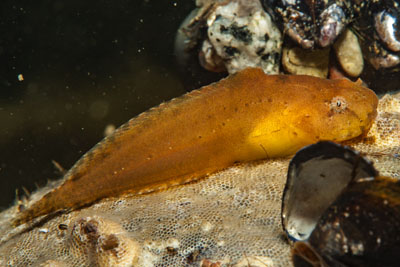 Liparis_liparis_001_XL_k