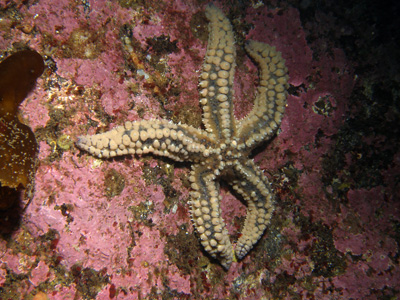 Marthasterias_glacialis002_XL_k