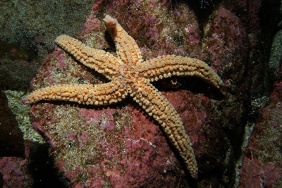 Marthasterias_glacialis004_XL_k