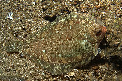 Microstomus_kitt_004_XL_k