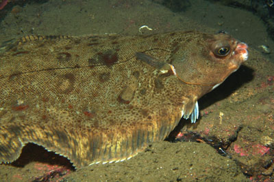 Microstomus_kitt_007_XL_k