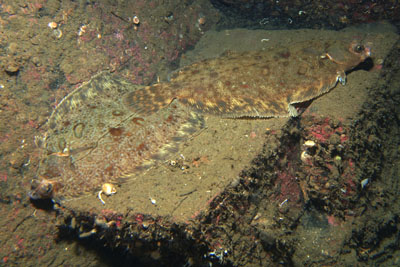 Microstomus_kitt_010_XL_k