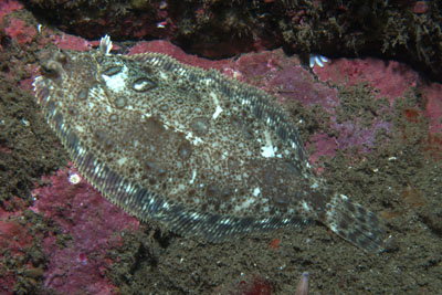 Microstomus_kitt_019_XL_k