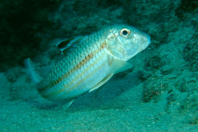 Mullus_surmuletus_901_XL_k02