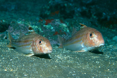 Mullus_surmuletus_902_XL_k02