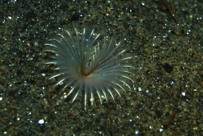 Myxicola_infundibulumXL_k