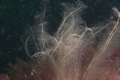 Nemertesia_antennina_009_XL_k