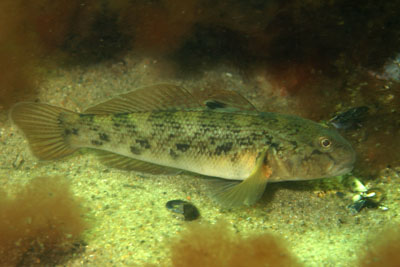 Neogobius_melanostomus_045_XL_k
