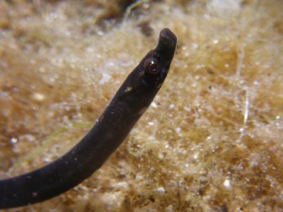 Nerophis_lumbriciformis_01_k02