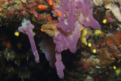 Oscarella_lobularis_002_XL_k Oscarella_lobularis_002_XL_k