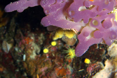 Oscarella_lobularis_003_XL_k Oscarella_lobularis_003_XL_k