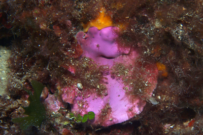 Oscarella_lobularis _001_XL_k Oscarella_lobularis _001_XL_k