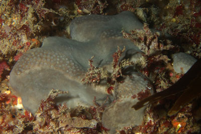 Pachymatisma_johnstonia_grau_003_XL_k