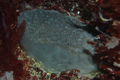 Pachymatisma_johnstonia_grau_005_XL_k