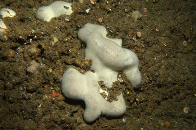 Pachymatisma_johnstonia_wei_001_XL_k