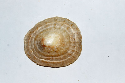 Patella_vulgata_002_XL_k