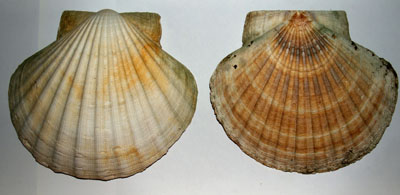 Pecten_maximus_002_XL_k