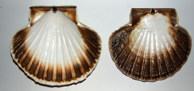 Pecten_maximus_008_XL_k