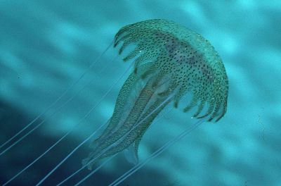 Pelagia_noctiluca_001_D_k