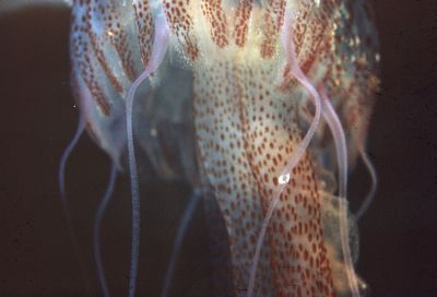 Pelagia_noctiluca_002_D_k