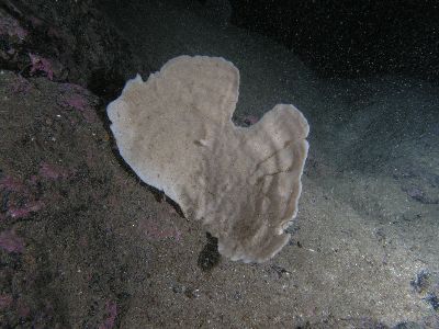 Phakellia_ventilabrum_001_k Phakellia_ventilabrum_001_k