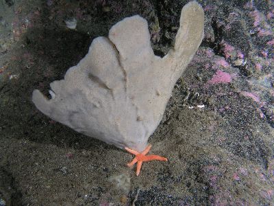 Phakellia_ventilabrum_002_k Phakellia_ventilabrum_002_k