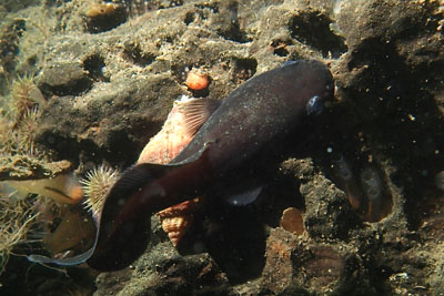 Raniceps_raninus_dp_004_XLk