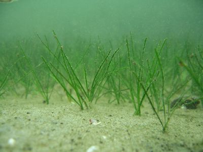 Ruppia_maritima_005_k