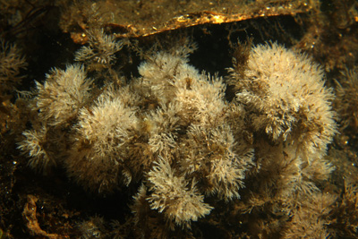 Scupocellaria_scruposa_005_XL_k Scupocellaria_scruposa_005_XL_k