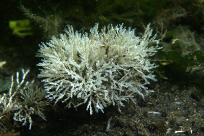 Scupocellaria_scruposa_014_XL_k Scupocellaria_scruposa_014_XL_k