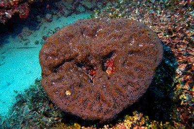 SeccaAnchSponge 001_XL_k SeccaAnchSponge 001_XL_k