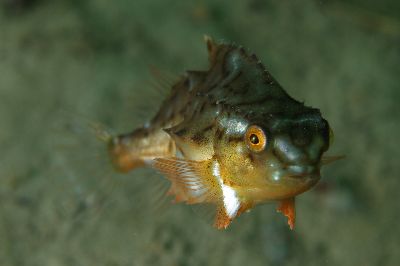 Seehase_sem.ad.001_k