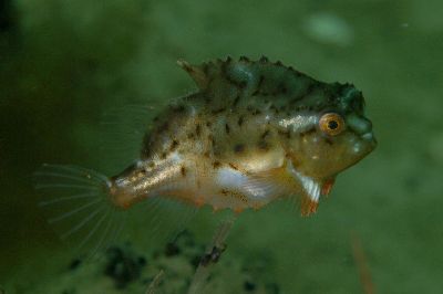 Seehase_sem.ad.002_k