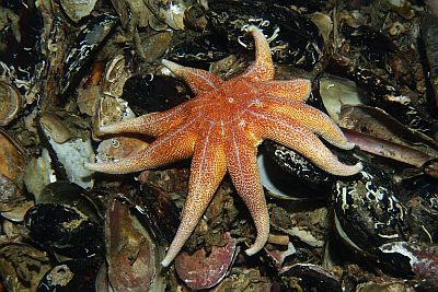 Solaster_endeca_004_XL_k