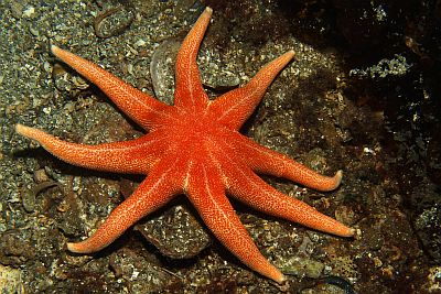 Solaster_endeca_018_XL_k